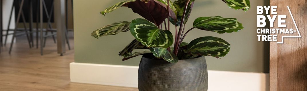 Bye bye Christmastree Bye bye Christmastree